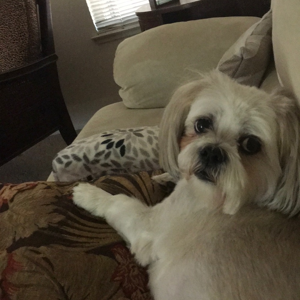 Meet your Posher, Dorothy